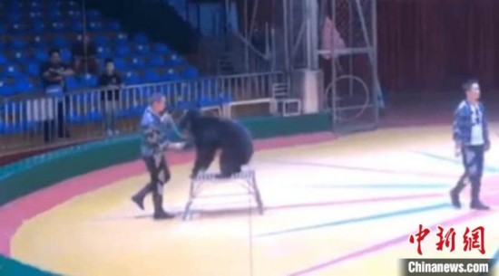 西安秦岭野生动物园回应“虐熊事件”:责成开除当事人