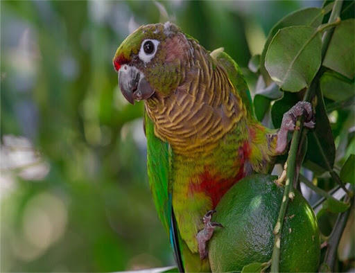 ▲资料图:绿颊锥尾鹦鹉