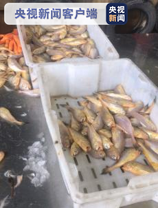 长江口水域|非法捕捞1.6吨长江渔获案告破 十年禁渔期警方持续打击犯罪