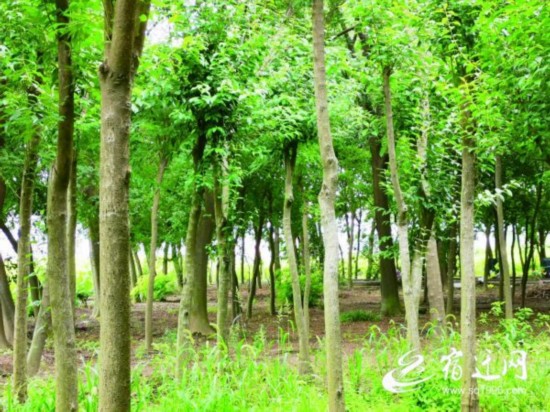 【林深也知处】 能掉下“钱”的一片林子((929038)-20200731084604