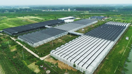 张成国■江苏邳州这个村脱贫致富“套路”多！