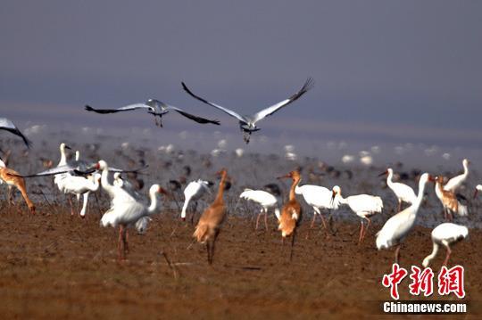 鄱阳湖高水位对湿地及越冬候鸟有何影响？江西官方回应