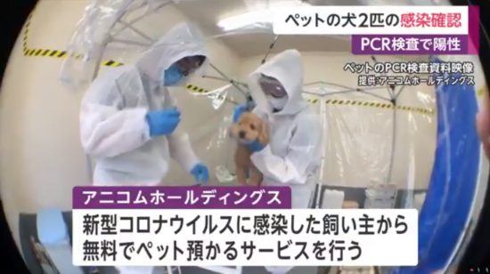 宠物犬|日本首次报告宠物犬确诊 政府：尚无证据狗会成为传染源