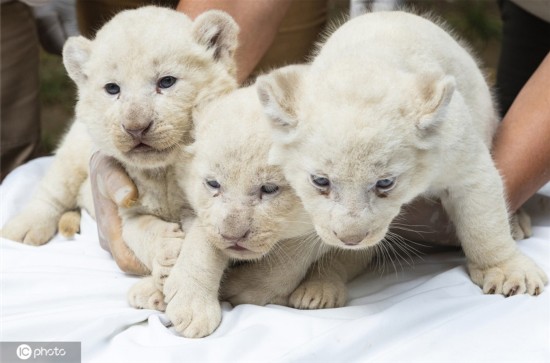 奶萌奶萌! 匈牙利罕见三胞胎白狮宝宝亮相