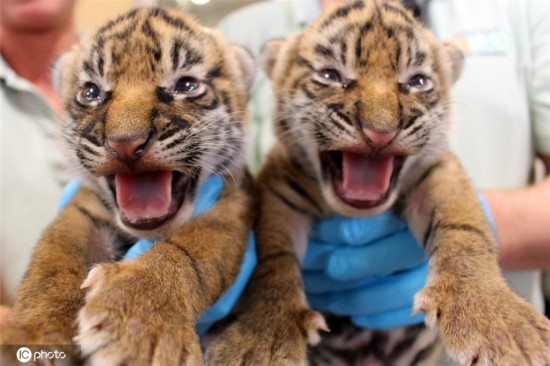 全球老虎日一起守护森林之王 “可盐可甜”惹人爱