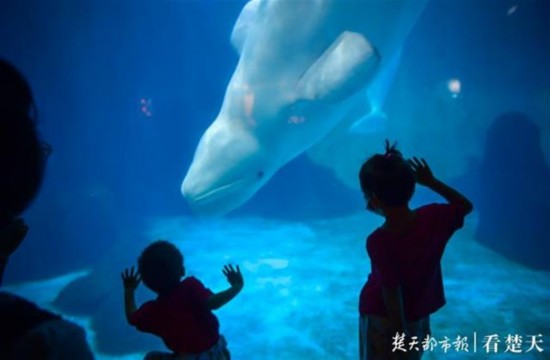 户部巷|湖北A级景区免费开放首日，多个景区预约爆棚