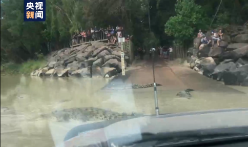 驾车|澳大利亚一对夫妇驾车过桥 遭遇数条“拦路鳄”