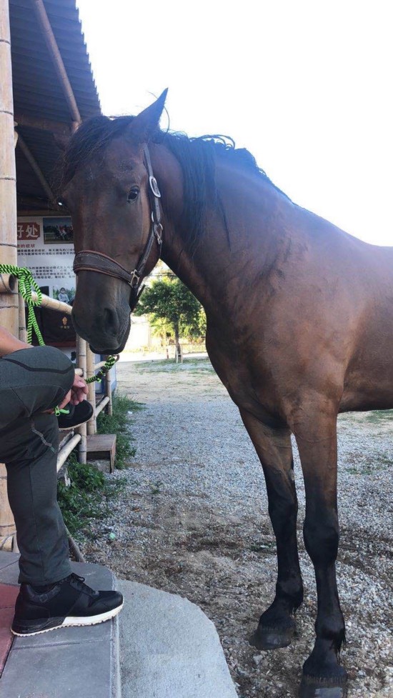 治疗|三匹马下海参与救人后两马死亡,第三匹马出现咳嗽症状正接受治疗