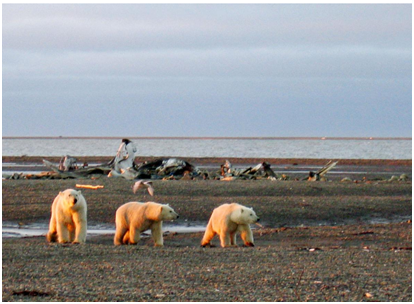特朗普|特朗普政府计划允许在生物保护区开采石油 网民愤怒!