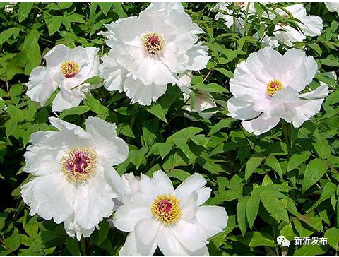 『三朵花』江苏新沂:致富路上盛开的三朵“金”花 从田野“搬”到舌尖