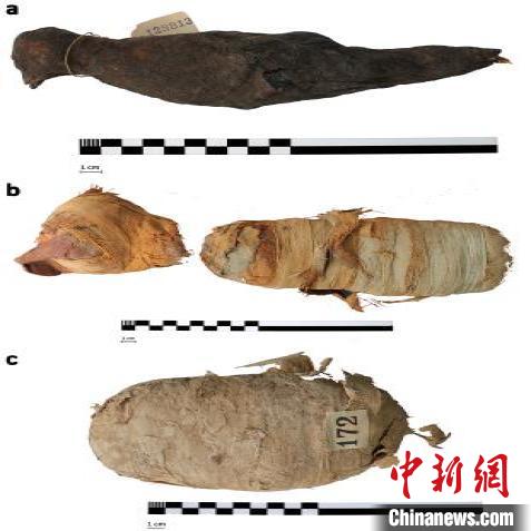 揭秘古代动物木乃伊X射线成像技术助力无损研究