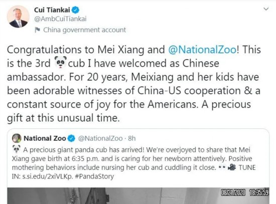 美香|旅美大熊猫美香产下“奇迹宝宝” 粉丝围观“挤崩”直播间