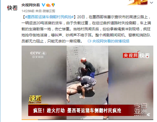 侧翻|墨西哥运猪车侧翻村民疯抢 警察和消防队员无力阻止