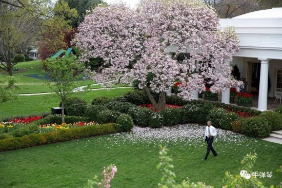 特朗普|最惊艳对比照，特朗普一家这样改造了白宫