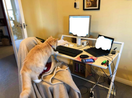 女总理|不可思议!新西兰女总理“最大劲敌”居然是它!