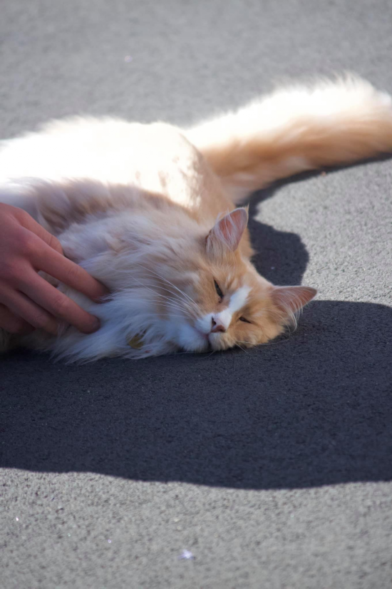 女总理|不可思议!新西兰女总理“最大劲敌”居然是它!