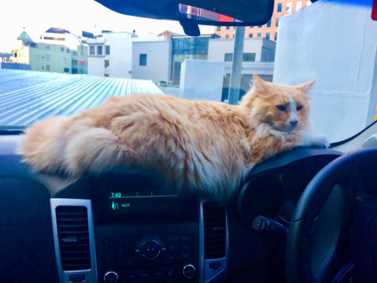 女总理|不可思议!新西兰女总理“最大劲敌”居然是它!