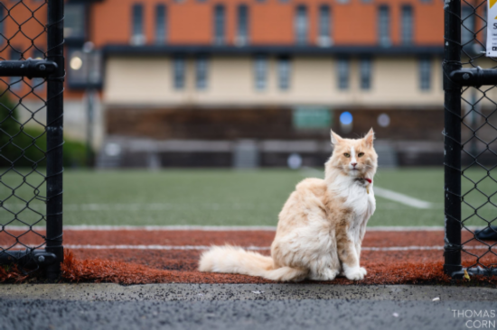 女总理|不可思议!新西兰女总理“最大劲敌”居然是它!
