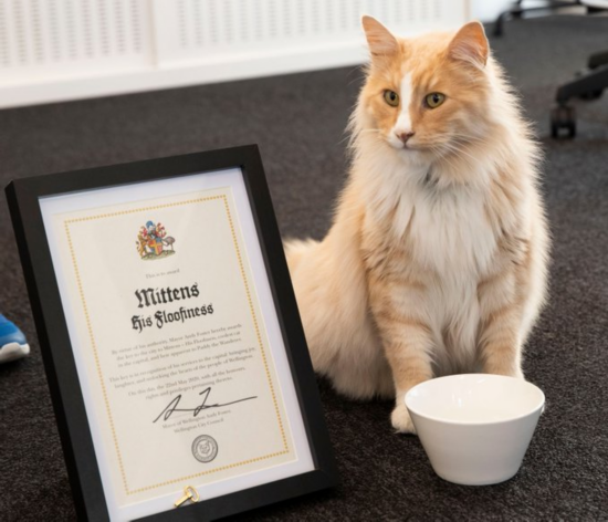 女总理|不可思议!新西兰女总理“最大劲敌”居然是它!