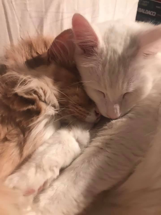 女总理|不可思议!新西兰女总理“最大劲敌”居然是它!