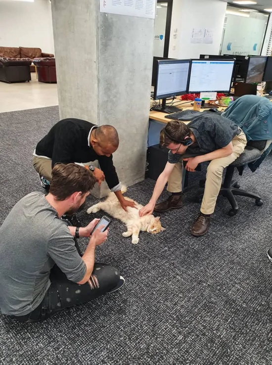 女总理|不可思议!新西兰女总理“最大劲敌”居然是它!