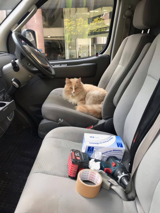 女总理|不可思议!新西兰女总理“最大劲敌”居然是它!