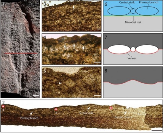 南京古生物所等发现典型埃迪卡拉化石叶状体新类型