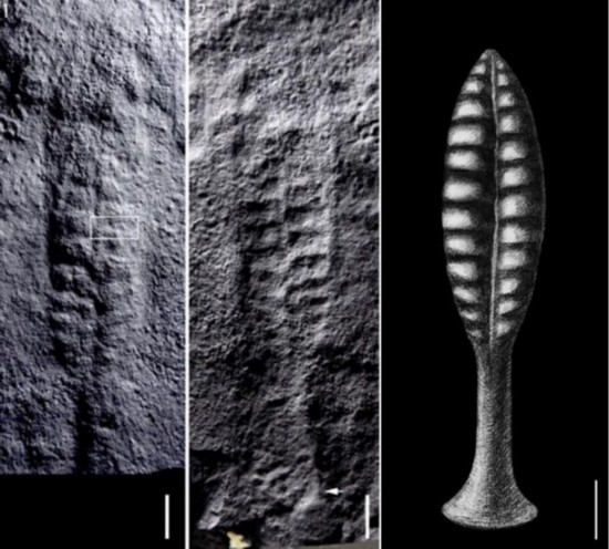 南京古生物所等发现典型埃迪卡拉化石叶状体新类型