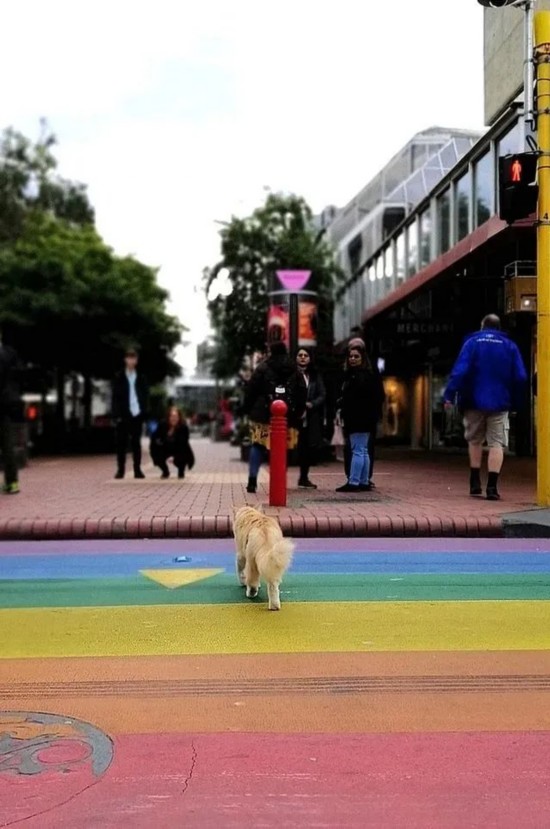 女总理|不可思议!新西兰女总理“最大劲敌”居然是它!