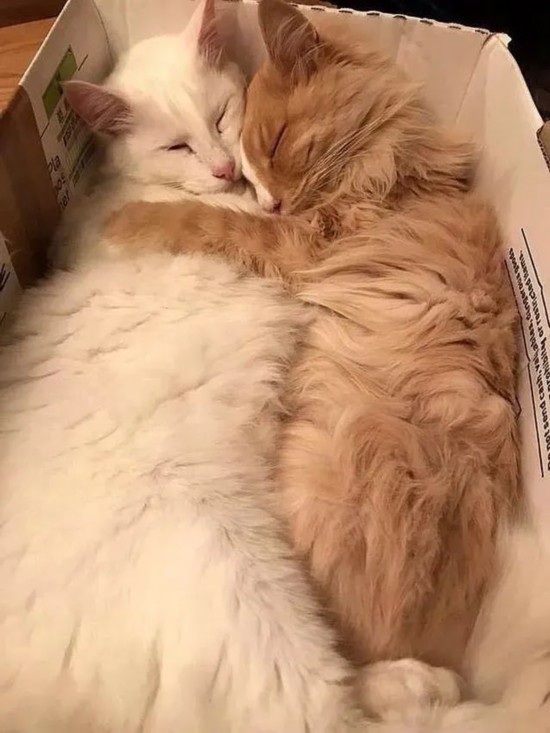 女总理|不可思议!新西兰女总理“最大劲敌”居然是它!