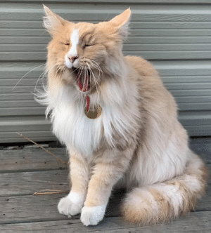 女总理|不可思议!新西兰女总理“最大劲敌”居然是它!