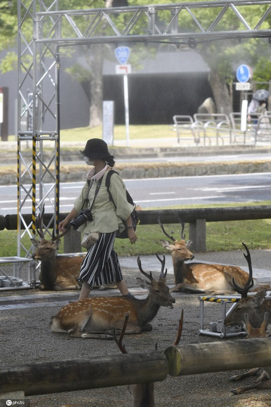 小鹿|日本酷热难耐 奈良小鹿躲阴凉处喷雾下乘凉