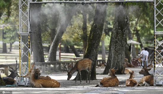 小鹿|日本酷热难耐 奈良小鹿躲阴凉处喷雾下乘凉