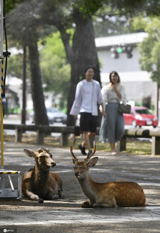 小鹿|日本酷热难耐 奈良小鹿躲阴凉处喷雾下乘凉