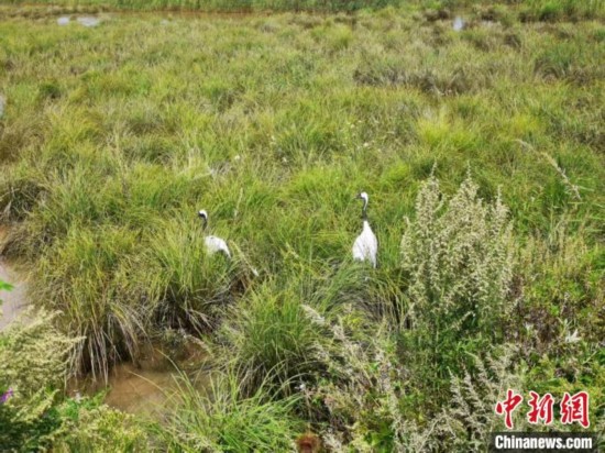 3只被救助丹顶鹤在中国北疆放飞