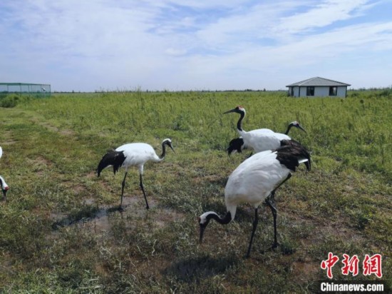 芦苇湿地|辽宁盘锦以生态“双肾”护卫蓝色海湾