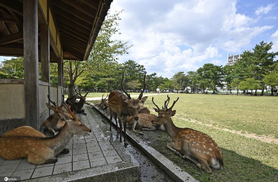 小鹿|日本酷热难耐 奈良小鹿躲阴凉处喷雾下乘凉
