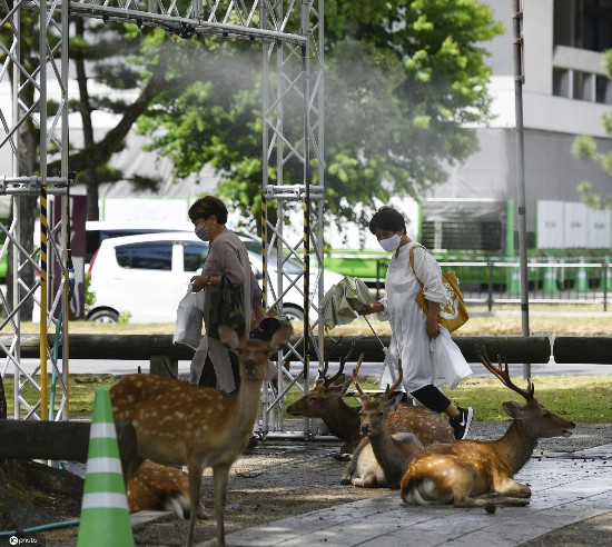 小鹿|日本酷热难耐 奈良小鹿躲阴凉处喷雾下乘凉