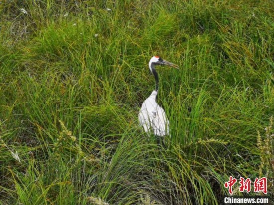 3只丹顶鹤现在已康复 王妮娜 摄