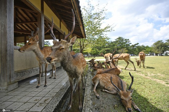 小鹿|日本酷热难耐 奈良小鹿躲阴凉处喷雾下乘凉
