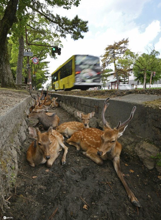 小鹿|日本酷热难耐 奈良小鹿躲阴凉处喷雾下乘凉
