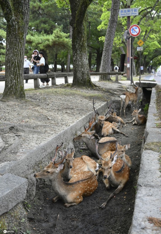 小鹿|日本酷热难耐 奈良小鹿躲阴凉处喷雾下乘凉