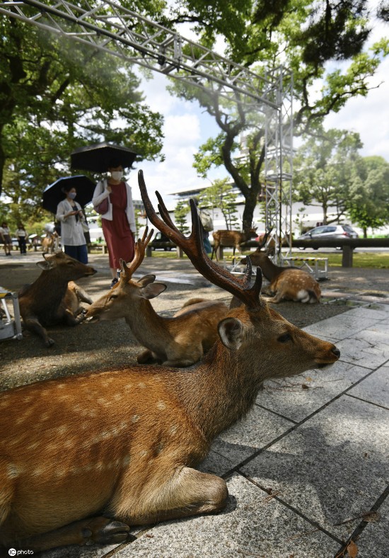 小鹿|日本酷热难耐 奈良小鹿躲阴凉处喷雾下乘凉