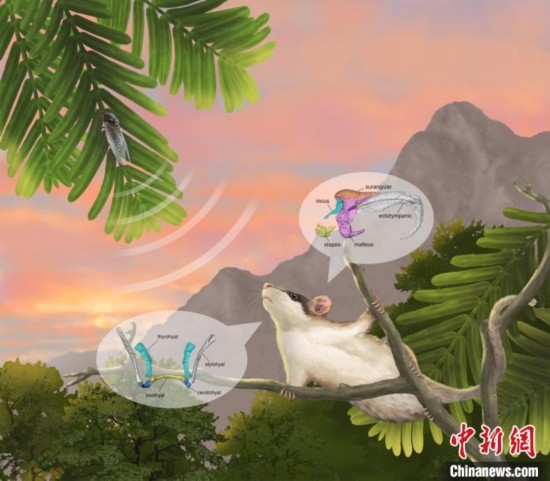 哺乳动物|哺乳动物中耳如何演化？最新研究称渐进过程与发育具一致性