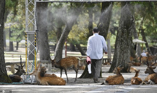 小鹿|日本酷热难耐 奈良小鹿躲阴凉处喷雾下乘凉