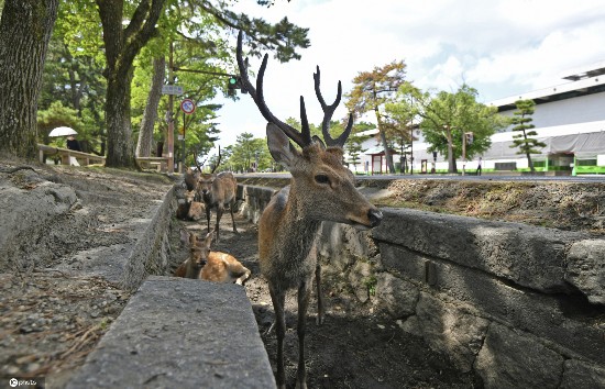 小鹿|日本酷热难耐 奈良小鹿躲阴凉处喷雾下乘凉