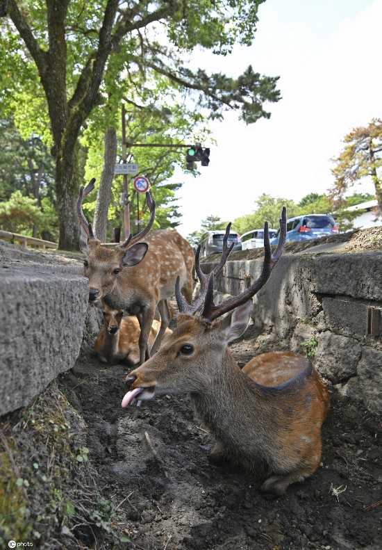 小鹿|日本酷热难耐 奈良小鹿躲阴凉处喷雾下乘凉