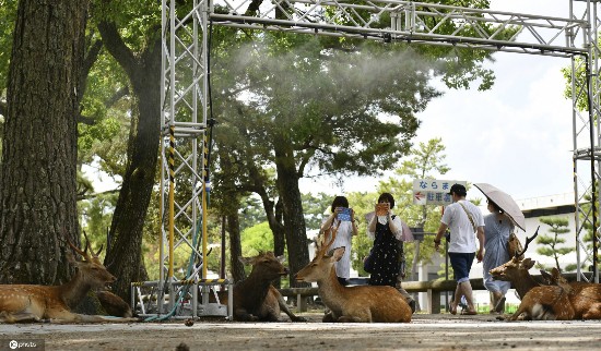 小鹿|日本酷热难耐 奈良小鹿躲阴凉处喷雾下乘凉