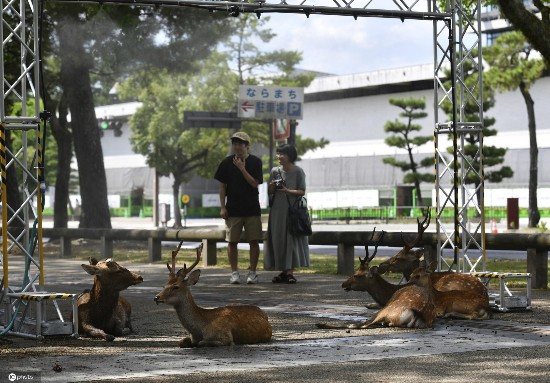 小鹿|日本酷热难耐 奈良小鹿躲阴凉处喷雾下乘凉
