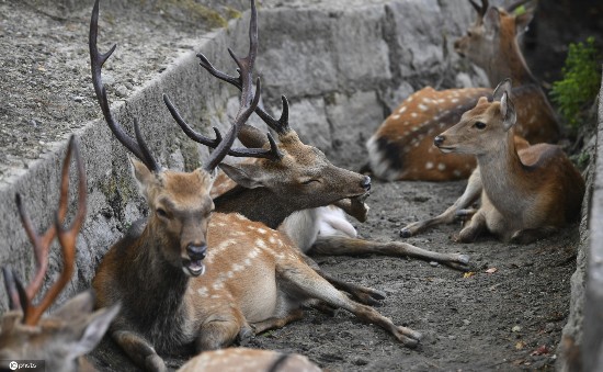 小鹿|日本酷热难耐 奈良小鹿躲阴凉处喷雾下乘凉